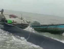Nelayan Desa Silo Baru Selamatkan Ikan Paus yang Terdampar