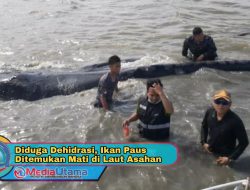 Diduga Dehidrasi, Ikan Paus Ditemukan Mati di Laut Asahan