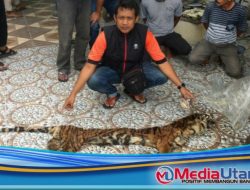 Polda Riau Ungkap Perdagangan Kulit dan Organ Harimau Sumatera di Indragiri Hulu