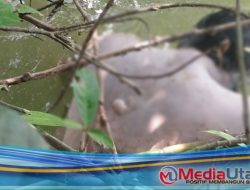 Tim Gabungan Berhasil Temukan Jasad Addin, Korban Hanyut di Sungai Asahan