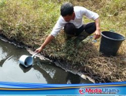 Diduga Tercemar Limbah Pabrik Kelapa Sawit, Air Sungai Tapung Hitam Pekat dan Bau Busuk