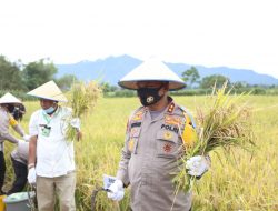 Kapolda Sumut Bersama PJU Hadiri Panen Raya Masyarakat Toba