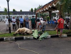 Sambut Idul Adha 1441 H, Kejati Sumut Sembelih 10 Ekor Sapi dan 7 Ekor Kambing