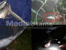 Limbah PKS PTPN V Sei Tapung Diduga Cemari Sungai Tapung, Ratusan Ikan Mati