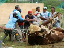 Polda Sumut Serahkan 435 Hewan Qurban Kepada Masyarakat