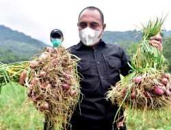 Gubsu Senang Produksi Bawang Merah STM Hulu Makin Meningkat