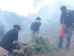 5 Hektare Ladang Ganja Dimusnahkan di Sumut, 5 Tersangka Ditangkap