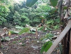 DPRD SUMUT IMBAU WARGA TAK TIRU AKSI TINJU POHON PISANG ‘SALAM DARI BINJAI’