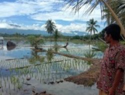 DITERJANG BANJIR, 30 HEKTARE SAWAH WARGA DI DESA SIHULAMBU TAPSEL RUSAK