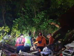 POHON TUMBANG TIMPA WARUNG DI MOJOKERTO, 3 ORANG MENINGGAL DUNIA