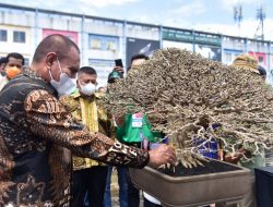 GUBERNUR SUMUT EDY RAHMAYADI TINJAU PAMERAN BONSAI TINGKAT NASIONAL