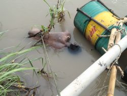 PELAJAR SMKN 1 LUBUK PAKAM HANYUT DI SUNGAI ULAR DITEMUKAN PENAMBANG PASIR