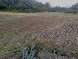 Curah Hujan Tinggi, Seluruh Desa di Kecamatan Lumban Julu, Toba Dihantam Banjir