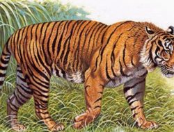 Keberadaan Harimau yang Sering Terlihat di Perladangan, Resahkan Warga