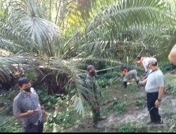 Mayat Seorang Nenek  Ditemukan di Bawah Sawit di Areal Perkebunan PTPN IV