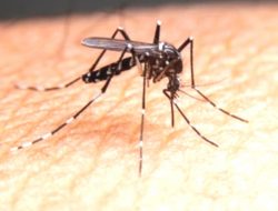 Obat Malaria Kosong di Beberapa Provinsi, Termasuk Sumut