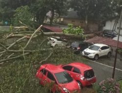 Pohon Tumbang Timpa  Tiga Mobil di Areal Parkir RSUP H Adam Malik Medan