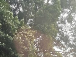 Pohon Menggantung di Bebukitan Tikungan PDAM Sibolangit, Ancam Pengendara yang Melintas