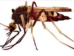 Kasus Malaria di Kota Medan Berasal dari Daerah Endemis