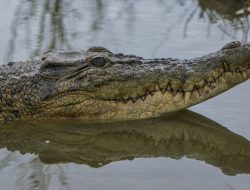 Penampakan Buaya Berukuran Besar di Sungai Kualuh di Sialangtaji, Resahkan Warga
