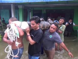 Buaya Sepanjang 3 Meter Dievakuasi dari Rumah Warga di Sei Rampah
