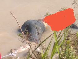 Warga Dikejutkan Temuan Mayat Mengambang di alur Sungai Pantai Olang