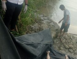 Mayat Mr X Ditemukan di Aliran Sungai Ular Perbaungan Sergai