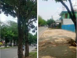 Antonius Tumanggor Sesalkan Penebangan Pohon Mahoni di Jalan Asrama