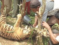 Seekor Harimau Sumatra Mati Terkena Jeratan Babi