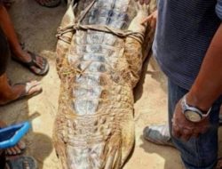 Buaya yang Menyerang Seorang Ibu dan Putrinya di Sungai Marbau, Ditangkap Warga