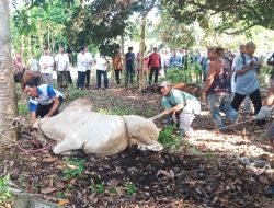Idul Adha 1444 H, Pemkab Sergai Kurban 100 Ekor Lembu 2 Kambing