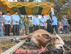 Iduladha di Padangsidempuan, 1400 Ekor Lebih Hewan Kurban Disembelih