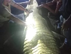 Buaya Penerkam IRT Hamil di Sungai Aekkanopan Labura Ditangkap