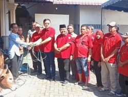 PDI Perjuangan Medan Serahkan Hewan Kurban kepada BKM Al-Ikhlas