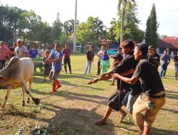 Kecamatan Medan Barat Sembelih 7 Sapi dan 6 Kambing Kurban