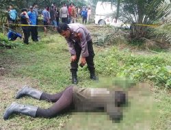 Pengembala Lembu Ditemukan Tewas mulai Membusuk di Kebun Sawit