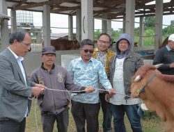Dosmar Banjarnahor Serahkan Bantuan Sapi kepada Kelompok Tani