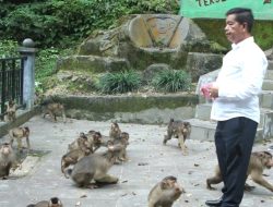 Pengunjung Danau Toba Diimbau Tidak Memberi Makan Kera di Tepi Jalan Umum Parapat