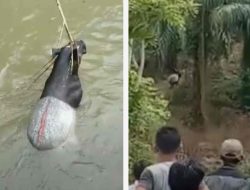 Warga Ampiang Parak Selamatkan Tapir yang Masuk ke Selokan Irigasi