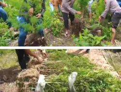 Polres Tanah Karo Amankan Ratusan Batang Tanaman Ganja di Hutan Tahura