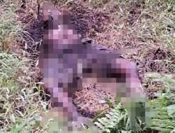 Pemanen Sawit Dikejutkan Temuan Mayat Membusuk di Pertapaan Tebing Tinggi