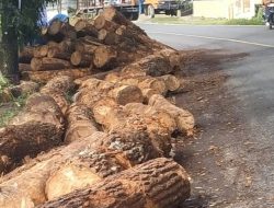 Truk Logging Terbalik di Tikungan Jalan Parapat, Kayunya Berserak
