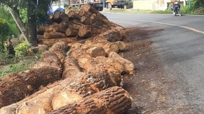 Truk Logging Terbalik di Tikungan Jalan Parapat, Kayunya Berserak