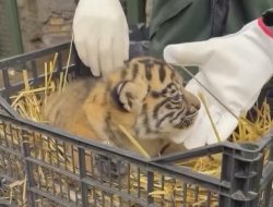 Bayi Harimau Sumatera Lahir di Roma, Diberi Nama ‘Terima Kashi’