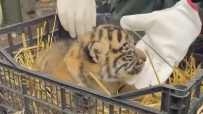 Bayi Harimau Sumatera Lahir di Roma, Diberi Nama ‘Terima Kashi’