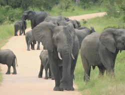 Mulai Suara Terompet, Suara Gemuruh, 70 Panggilan Lain Digunakan Gajah untuk Berkomunikasi