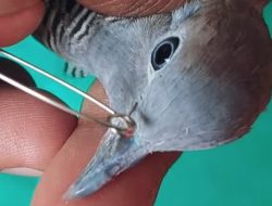 Suara Burung Perkutut Kembali Plong, Cuman Modal Peniti
