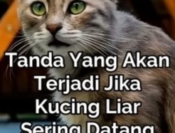 Ini Pertanda Kucing Liar Selalu Datang ke Rumah