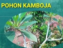 9 Tanaman Pembawa Sial, Buang Segera Jika Menemukan Tanaman ini di Rumah
