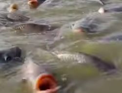 Pelihara Ikan Nila, Penghasilan Puluhan Juta Per Bulan Budidayanya Seperti ini